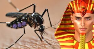 Scopri di più sull'articolo West Nile Virus e zanzare: niente panico!