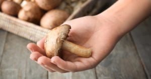 Scopri di più sull'articolo Il micologo e i centri micologici: prevenzione al servizio dei cittadini