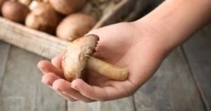 Scopri di più sull'articolo Il micologo e i centri micologici: prevenzione al servizio dei cittadini