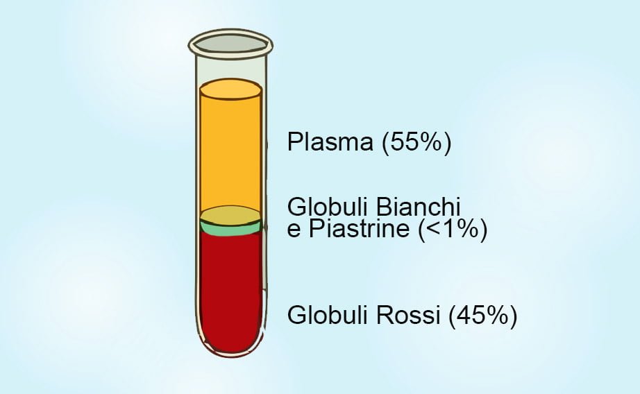 plasma-sangue-composizione