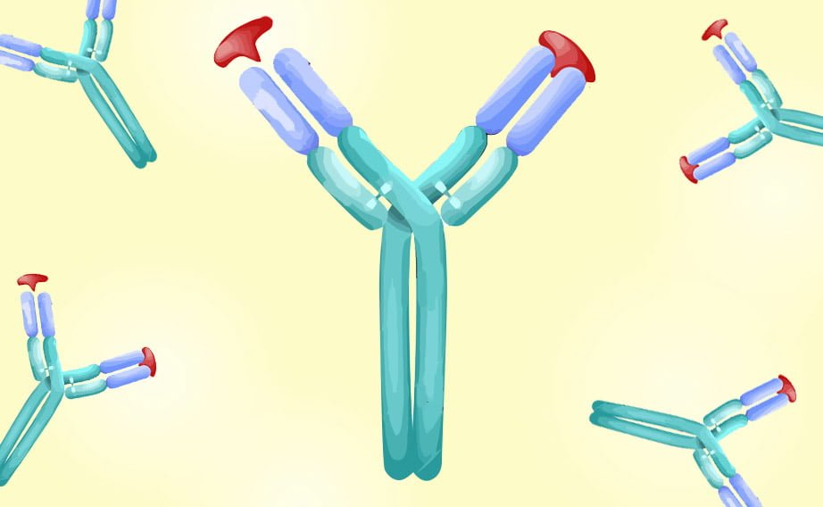 anticorpi monoclonali