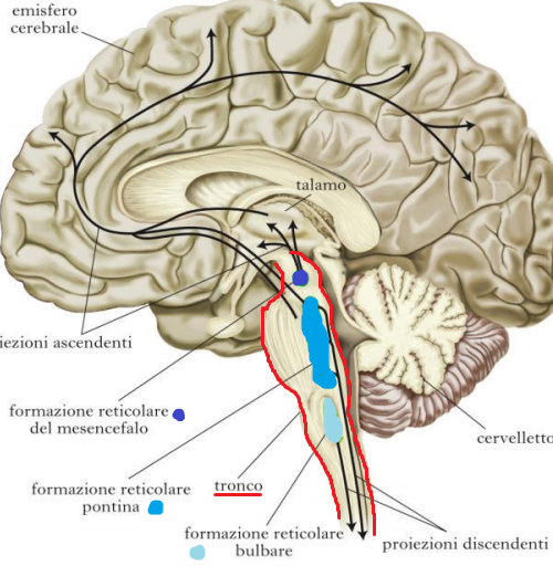 cervello sonno