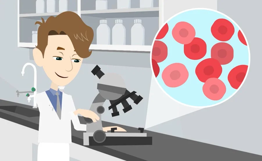 I globuli rossi o eritrociti e la loro funzione