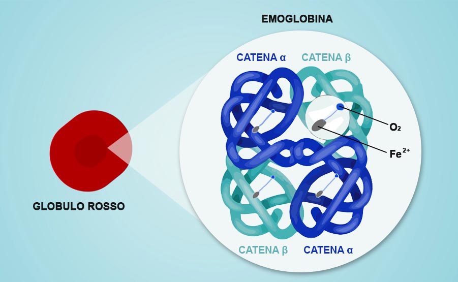 emoglobina globuli rossi