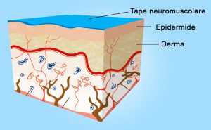 Il tape neuromuscolare stimola i recettori cutanei