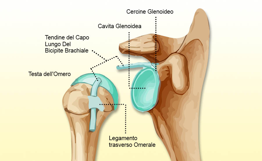 articolazione scapolo omerale