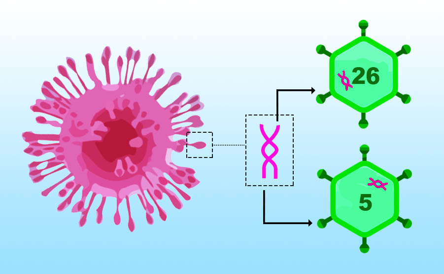 due vettori adenovirus vaccino sputnik