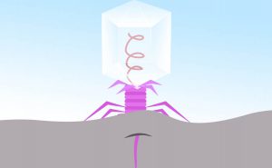 I batteriofagi sono i predatori naturali dei batteri