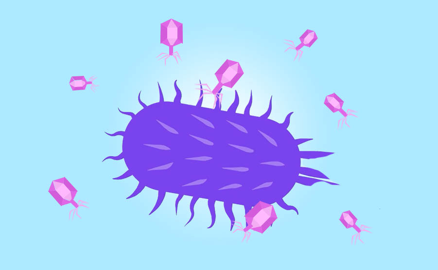 batteriofagi