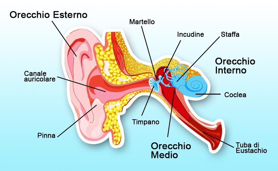 Rappresentazione dell'orecchio