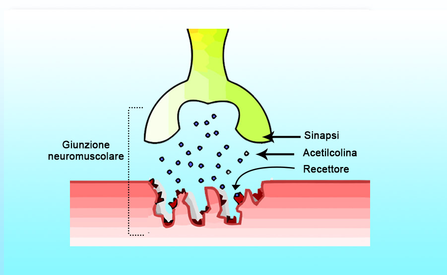 Miastenia gravis: recettori della acetilcolina nella giunzione muscolare