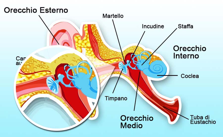 Esame dell'orecchio: orecchio medio