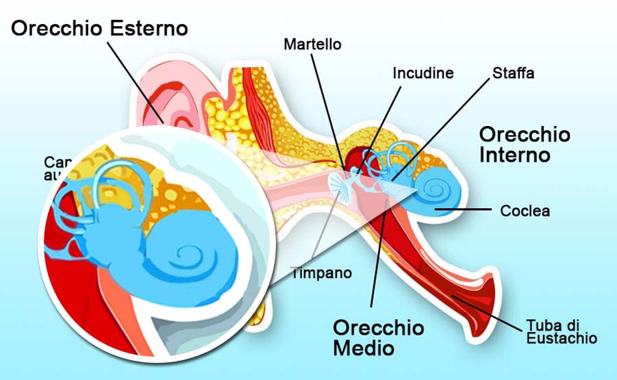 Esame dell'orecchio: orecchio interno