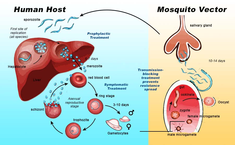 Malaria: ciclo vitale del parassita del genere Plasmodiun