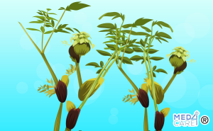 Scopri di più sull'articolo Angelica selvatica: caratteristiche e proprietà medicinali
