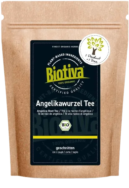 Angelica sylvestris infuso