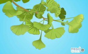 Scopri di più sull'articolo Ginkgo biloba: caratteristiche e proprietà medicinali