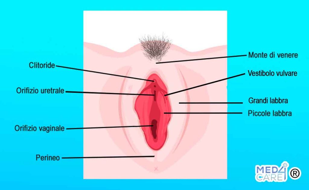 Anatomia apparato genitale femminile