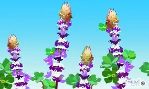 Scopri di più sull'articolo Coleus forskohlii: caratteristiche e proprietà medicinali