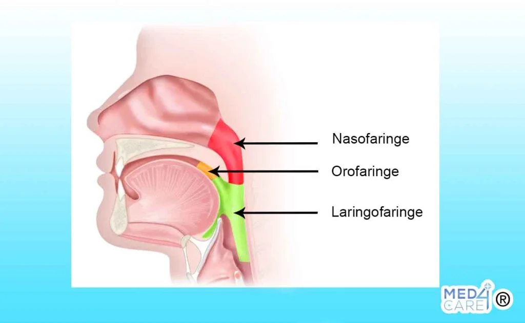 Nasofaringe, laringofaringe, orofaringe, faringe