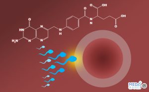 Scopri di più sull'articolo Apporto materno di folati e fertilità maschile: c’è un’associazione?