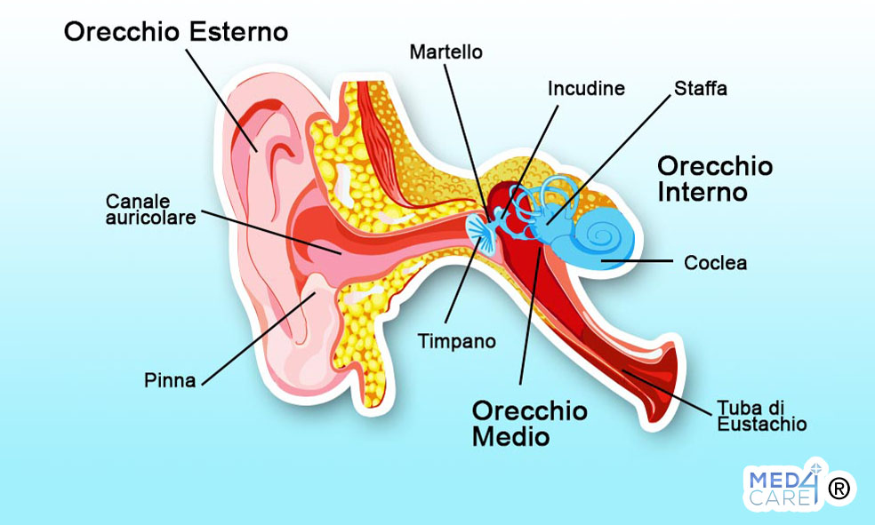 Anatomia dell'orecchio