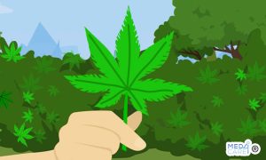 Scopri di più sull'articolo Cannabinoidi