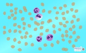Scopri di più sull'articolo Neutrofili
