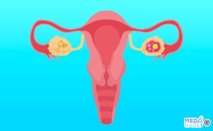 ovulazione, utero