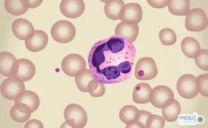Scopri di più sull'articolo Monociti