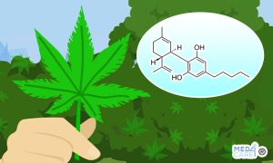 Scopri di più sull'articolo CBD o Cannabidiolo: che cos’è e quali sono i suoi effetti terapeutici