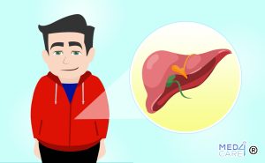 fegato, organo per la disintossicazione dell'organismo, metabolismo degli alimenti