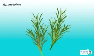 Scopri di più sull'articolo Rosmarino: caratteristiche e proprietà medicinali