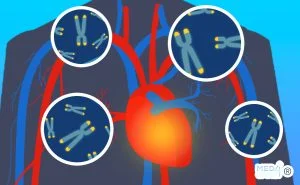 Scopri di più sull'articolo Che associazione c’è tra la lunghezza dei telomeri dei globuli bianchi e la dimensione e la funzione del cuore?