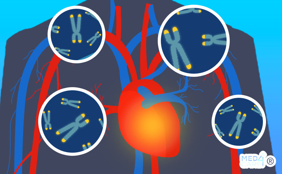 Cuore e lunghezza dei telomeri, telomeri, globuli bianchi, cuore, funzionalità cardiache